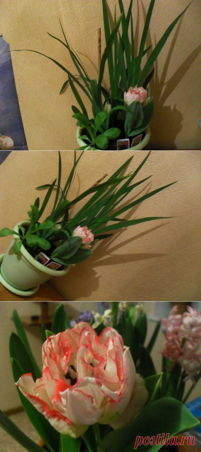 ЭКСПЕРИМЕНТ С ТЮЛЬПАНАМИ -ЗИМОЙ ЦВЕТУТ КАК ЛЕТОМ!!! | САД НА ПОДОКОННИКЕ