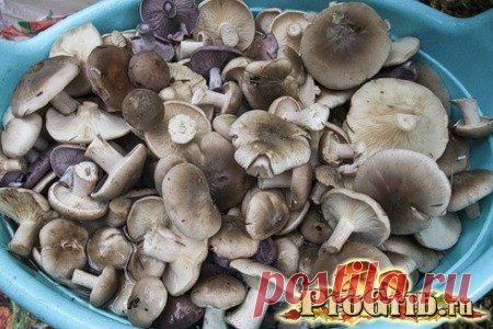 Как готовить рядовки: солить, варить и мариновать