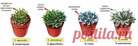 Все, что нужно знать о комнатном растении эхеверии