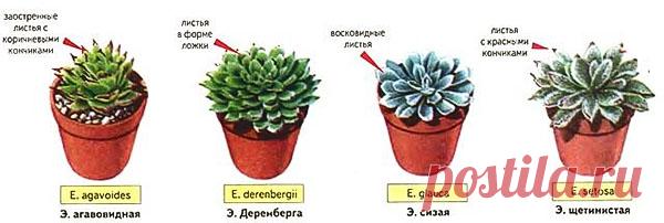 Все, что нужно знать о комнатном растении эхеверии