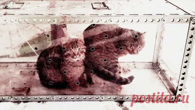 Секта! Страшно! Боитесь попасть? А вы в какой сетке? | Храм Бессмертия | Дзен