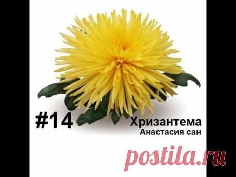 Хризантема (анастасия сан), из фоамирана, Лариса Аптриева, МыловароФФ, Ошибки ручной работы — видео NofolloW.Ru