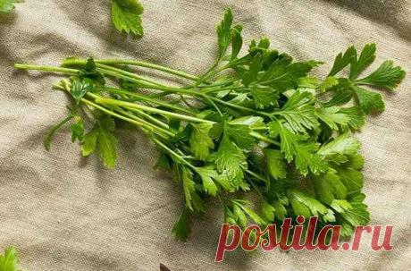 Perejil: propiedades, 8 beneficios, para qué sirve y usos