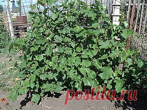 Сад. Виноград, вишня,груша, земляника и малина, смородина, крыжовник,абрикос, яблоня - сочетания и взаимовлияние. | Практика ведения дачного хозяйства - сад и огород, дачные хозпостройки, инвентарь, благоустройство.