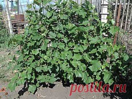 Сад. Виноград, вишня,груша, земляника и малина, смородина, крыжовник,абрикос, яблоня - сочетания и взаимовлияние. | Практика ведения дачного хозяйства - сад и огород, дачные хозпостройки, инвентарь, благоустройство.