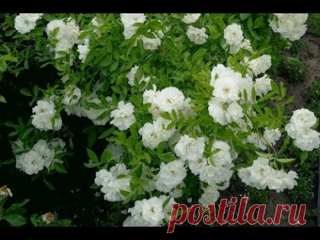 Роза без шипов (Rose without thorns)