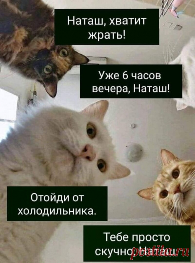 Наташ, ты спишь?: подборка мемов с котиками Наташи, которые