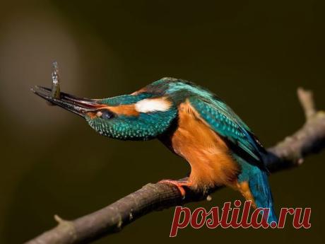 Near Passerine Pictures - National Geographic