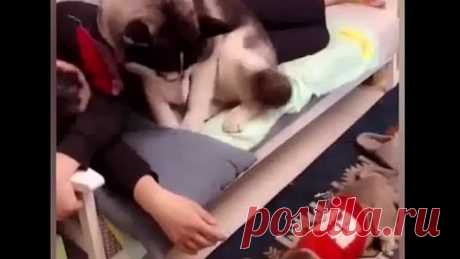 РЕВНИВЫЕ ЖИВОТНЫЕ. СМЕХ ДО СЛЁЗ :)
