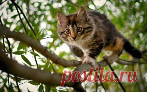 Одноклассники /Коты :)