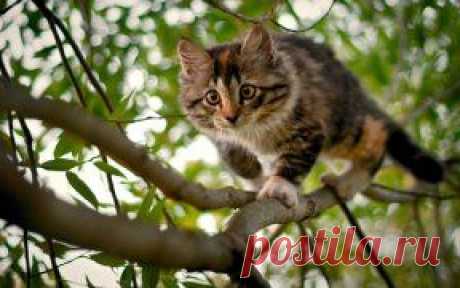 Одноклассники /Коты :)