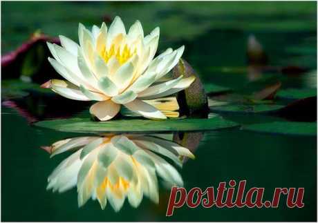 Те, кто нашёл источник любви внутри себя, больше не нуждаются в том, чтобы быть любимыми – и их будут любить.

Ошо