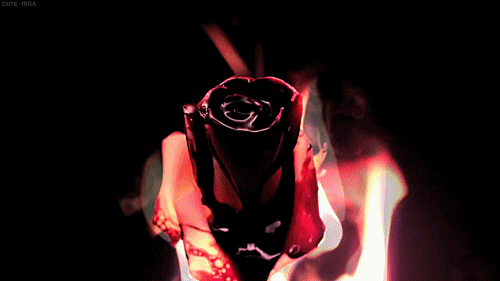 22 Free Amazing Blooming Roses Animated Gifs at Best Animations