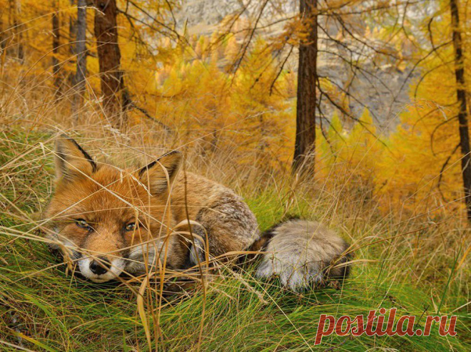 Лучшие фотографии дикой природы от National Geographic за февраль | ТАЙНЫ ВСЕЛЕННОЙ