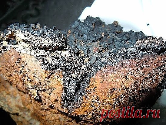 СТРАХОВКА ОТ ОНКОЛОГИИ
ЧАГА- старинное народное средство
БЕРЕЗОВЫЙ ГРИБ назначается при заболеваниях желудочно-кишечного тракта, в том числе при язве желудка, при опухолях, при задержке жидкости в организме, эффективен при раке желудка и кишечника, злокачественных образованиях в области гортани назначают ингаляцию, простых воспалительных процессах улучшение наступает после нескольких процедур, однако известны случаи исцеления от различных, даже самых тяжелых заболеваний.
Можно заготавливать чаг