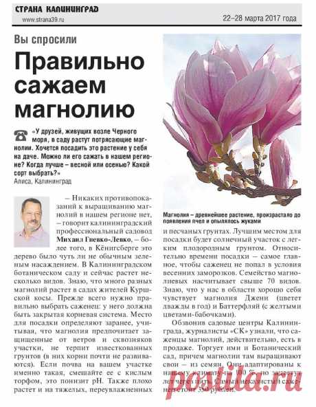 Правильно сажаем магнолию