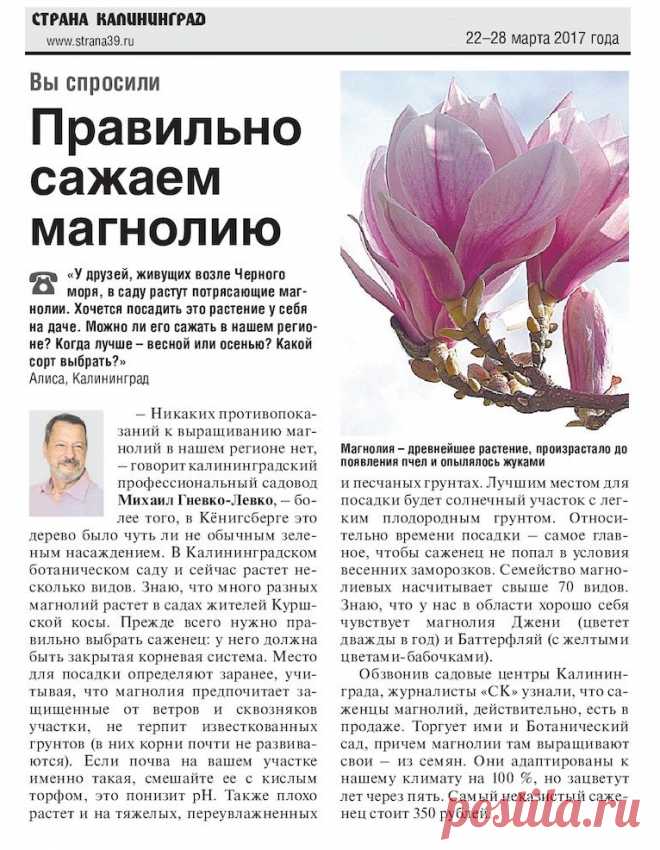 Правильно сажаем магнолию