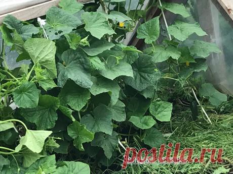 Посадила букетные огурцы, которые растут сами по себе - получила отличный урожай без обрезки и формирования | Зелёные истории | Дзен