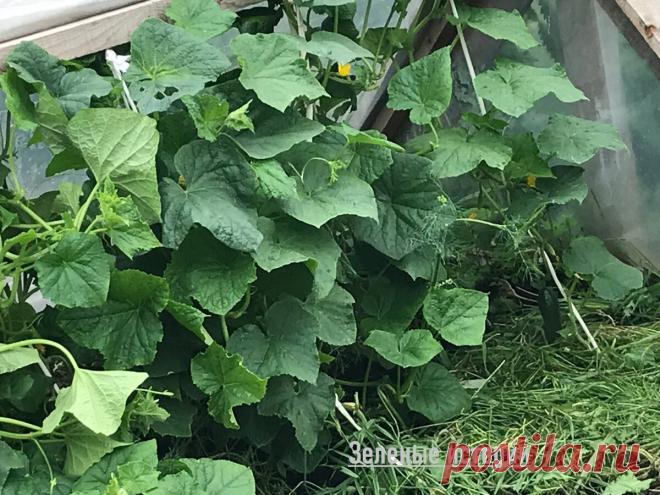 Посадила букетные огурцы, которые растут сами по себе - получила отличный урожай без обрезки и формирования | Зелёные истории | Дзен