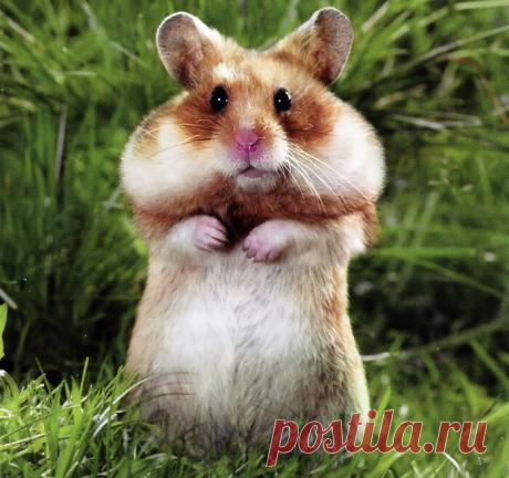 Все началось с хомяка. Почему я стала ветеринаром | Своих не едим. | Яндекс Дзен