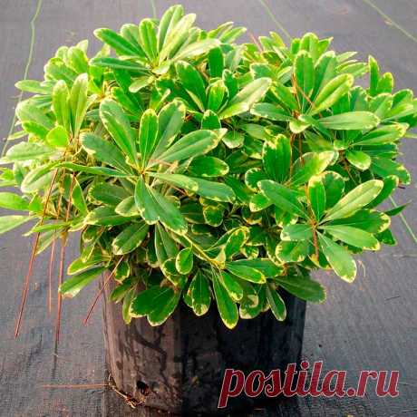 Комнатное растение Смолосемянник (Pittosporum). И русское и латинское названия растения намекают на смолистую поверхность его семян (греч. pitta - &quot;смола&quot;). В культуре смолосемянник - небольшое деревце с блестящими кожистыми листьями. Хорошо переносит слабое освещение, поэтому используется для озеленения темных углов холлов и зимних садов. Цветки появляются только при избытке света. Растению необходима прохладная зимовка. С 1840 г. в Европе культивируют смолосемянник тобира (P.tobira).