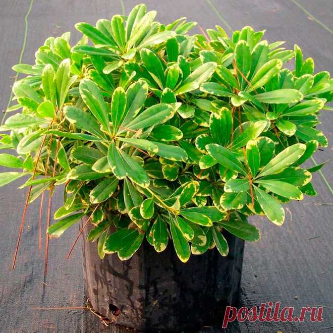 Комнатное растение Смолосемянник (Pittosporum). И русское и латинское названия растения намекают на смолистую поверхность его семян (греч. pitta - "смола"). В культуре смолосемянник - небольшое деревце с блестящими кожистыми листьями. Хорошо переносит слабое освещение, поэтому используется для озеленения темных углов холлов и зимних садов. Цветки появляются только при избытке света. Растению необходима прохладная зимовка. С 1840 г. в Европе культивируют смолосемянник тобира (P.tobira).