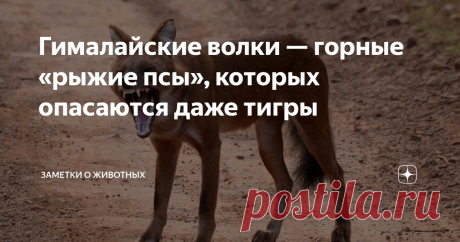 Гималайские волки — горные «рыжие псы», которых опасаются даже тигры Помните рыжих псов из «Книги джунглей»? Их многочисленные полчища даже свирепый тигр Шерхан старался обходить десятой дорогой. А все почему?