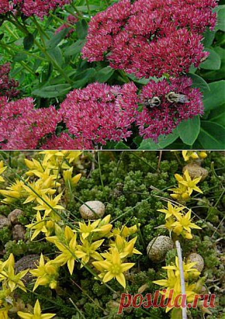 ОЧИТОК — БЕЗУПРЕЧНЫЙ ПОЧВОПОКРОВНИК | Самоцветик