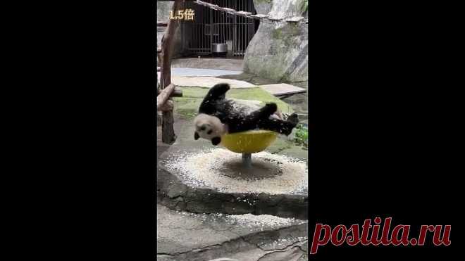 Бамбуковая стружка для панды, как валерьянка для кота😲🤣🤣🤣👍👍👍😍😍😍❤❤❤