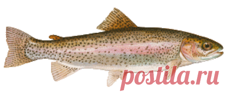 Речная рыба, наше богатство | Кулинарные заметки Алексея Онегина