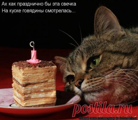 Новая прописка (котоматрица) | Обхохочешься