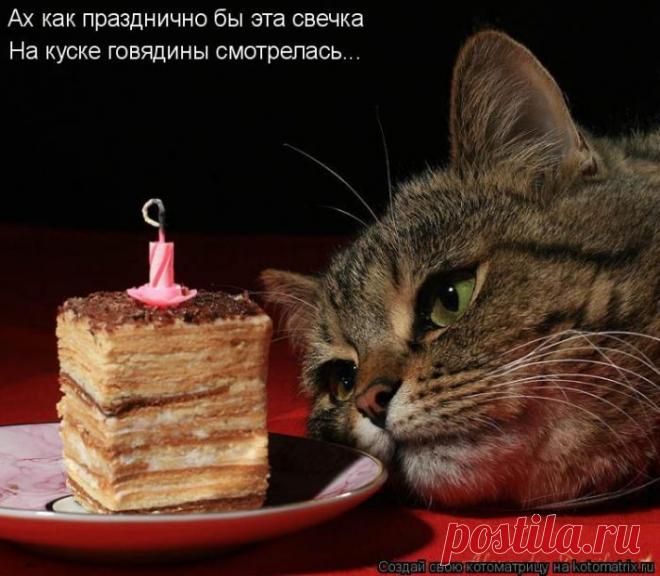 Новая прописка (котоматрица) | Обхохочешься