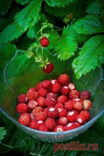 дары природы