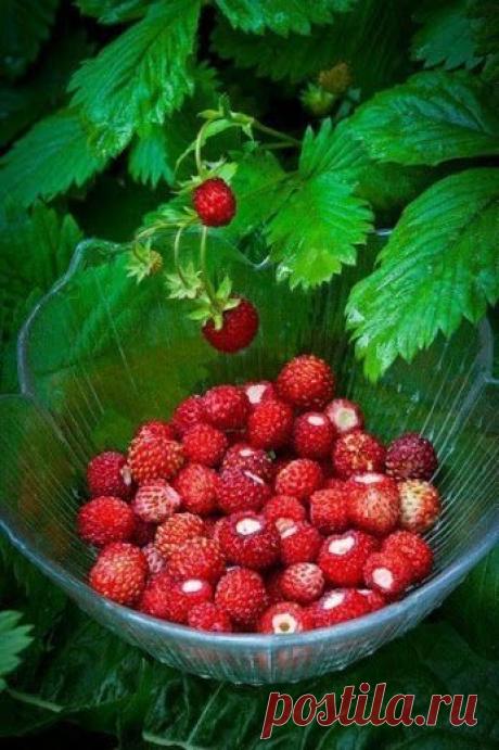 дары природы