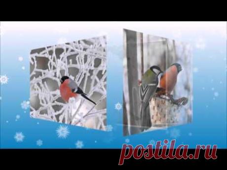 Зима птицы фото