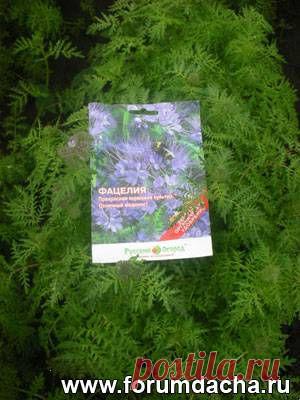 Фацелия, как сидерат