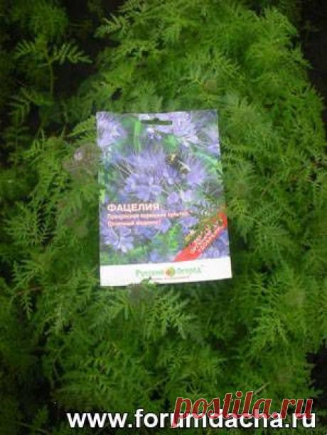 Фацелия, как сидерат