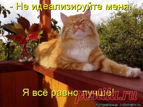 Правильные мысли (котоматрица)