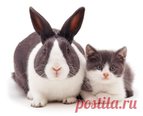 13 котят, снятых вместе со своими двойникамикроликами | Colors.life