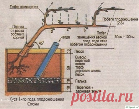 Как выращивать виноград без особых хлопот