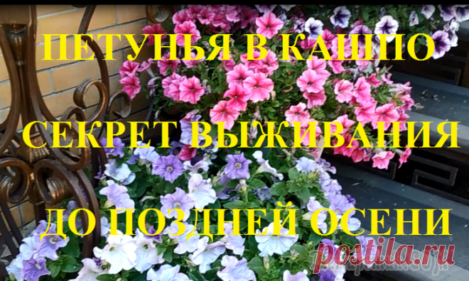 Петунья в кашпо требует особого ухода!