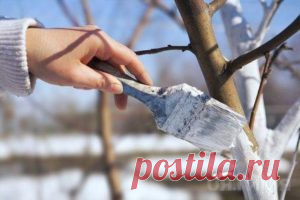 Как избавиться от муравьев в огороде