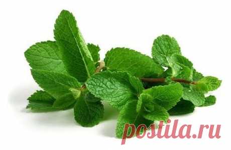 МЯТА И МЕЛИССА ОЧИСТЯТ СОСУДЫ🌿  
 
Мята снимает спазмы сосудов, с помощью ее можно снять печеночные, 
почечные и желудочные колики, тошноту, неукротимую рвоту и даже морскую 
болезнь. Зеленые листья мяты прикладывают через холщевую тряпку к ожогам
 и нарывам. 
 
Мята широко применяется в медицине как антисептическое средство при 
простудных заболеваниях, как обезболивающее средство при невралгических 
болях. Она полезна для желудка и печени. Пожилым людям следует знать, 
что мелисса открывает з