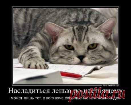 Демотиваторы с котиками
