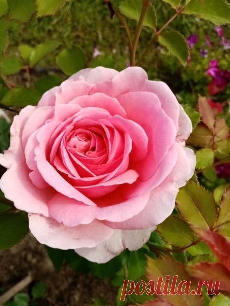 🌹🌹🌹 Моя прекрасная англичанка "Принцесса Александра"...🌹🌹🌹