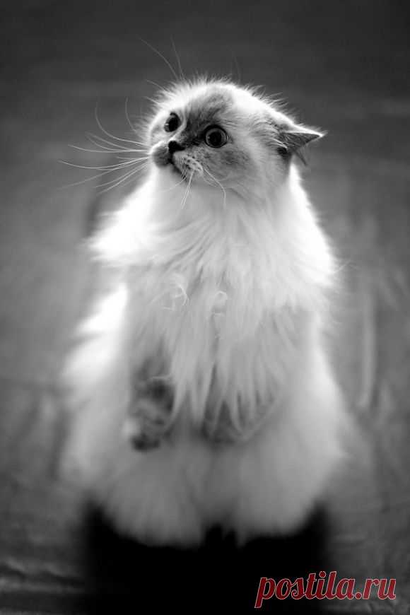 So Cute | Cutest Paw