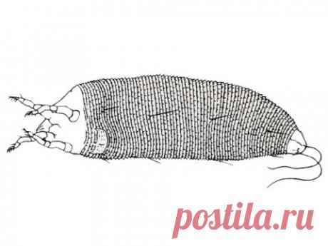 Клещ грушевый галловый | справочник Пестициды.ru