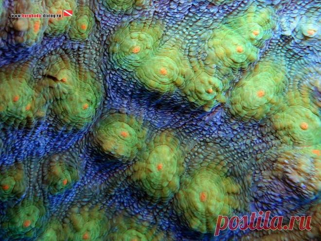 Кораллы.