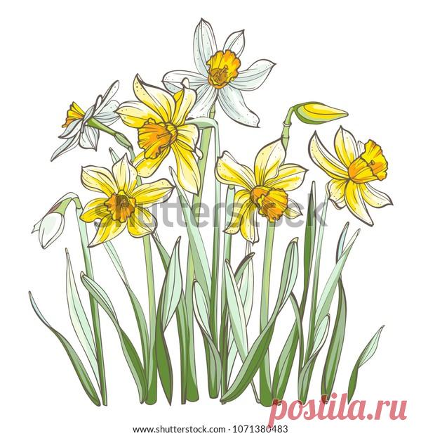 Daffodil Flowers Isolated On White Background Stock Vector (royalty 8B9