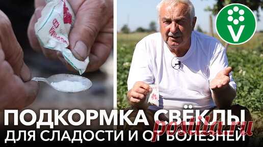 В этом видео ученый-агроном Петр Николаевич Ломонос расскажет об основных болезнях свеклы. Он поделится своим рецептом подкормки свеклы, которая…